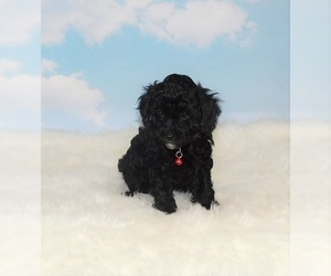 Poodle (Toy) Puppy for sale in WARRENSBURG, MO, USA