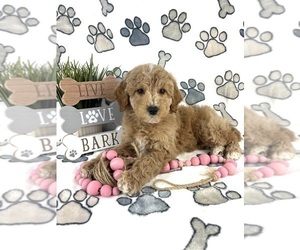 Goldendoodle (Miniature) Puppy for sale in INDIANAPOLIS, IN, USA