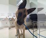 Small German Shepherd Dog