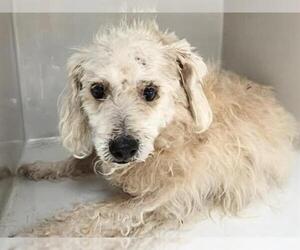 Poodle (Miniature)-Unknown Mix Dogs for adoption in Houston, TX, USA