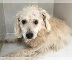 Small Poodle (Miniature) Mix