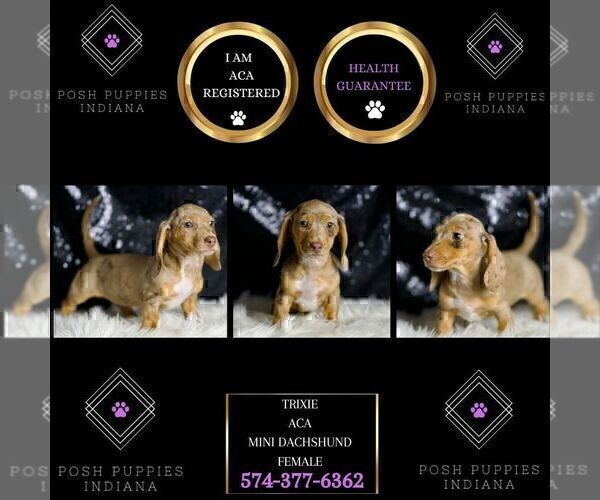 Medium Photo #5 Dachshund Puppy For Sale in WARSAW, IN, USA