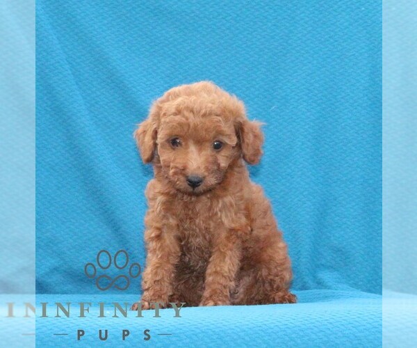Medium Photo #2 Goldendoodle (Miniature) Puppy For Sale in AIRVILLE, PA, USA