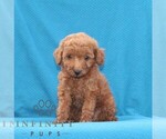 Small #1 Goldendoodle (Miniature)
