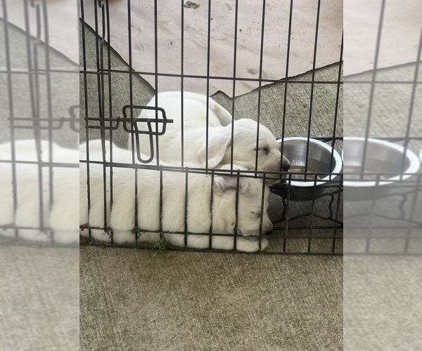 Medium Photo #10 Labrador Retriever Puppy For Sale in GREER, SC, USA