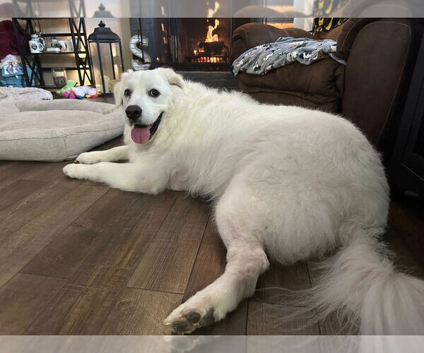Medium Photo #2 Great Pyrenees-Unknown Mix Puppy For Sale in Evansville, IN, USA