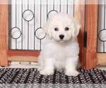 Small Photo #1 Bichon Frise Puppy For Sale in NAPLES, FL, USA
