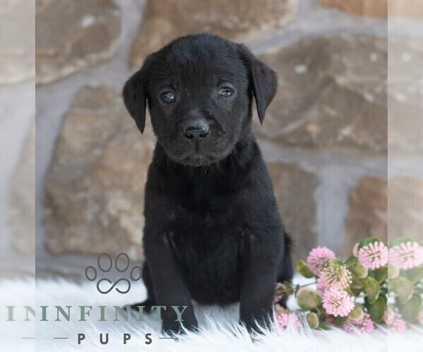 Medium Photo #3 Labrador Retriever Puppy For Sale in MIFFLINTOWN, PA, USA