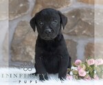 Small #2 Labrador Retriever