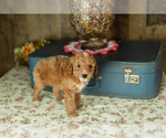 Small Photo #23 Miniature Labradoodle Puppy For Sale in NAPPANEE, IN, USA