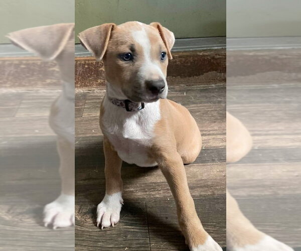 Medium Photo #7 Mutt Puppy For Sale in Wenonah, NJ, USA