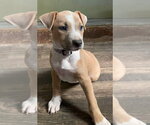 Small #6 Mutt