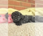 Puppy Licorice Cavapoo-Poodle (Toy) Mix