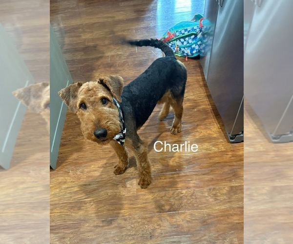 Medium Photo #1 Airedale Terrier Puppy For Sale in KNOXVILLE, TN, USA