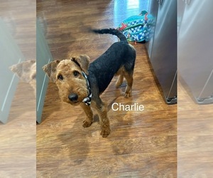 Airedale Terrier Puppy for sale in KNOXVILLE, TN, USA