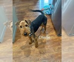 Image preview for Ad Listing. Nickname: Charlie