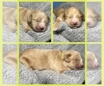 Puppy Remi Goldendoodle