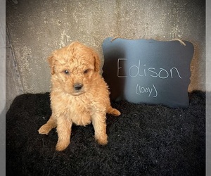 Goldendoodle (Miniature) Puppy for sale in NORTH VERNON, IN, USA