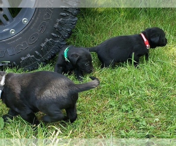 Medium Photo #8 Labrador Retriever Puppy For Sale in OLYMPIA, WA, USA