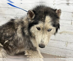 Siberian Husky Dogs for adoption in San Bernardino, CA, USA