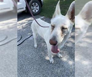 German Shepherd Dog Dogs for adoption in Houston, TX, USA