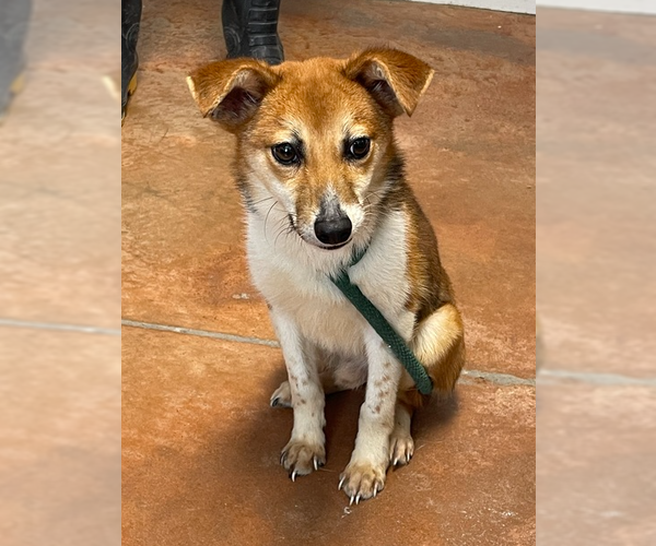 Medium Photo #1 Beagle-Shiba Inu Mix Puppy For Sale in Bolivar, MO, USA
