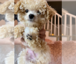 Small Photo #2 Poodle (Toy) Puppy For Sale in CHINO HILLS, CA, USA