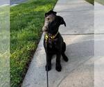 Small #10 German Shepherd Dog