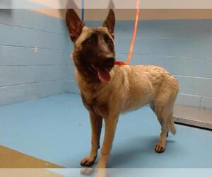 German Shepherd Dog-Unknown Mix Dogs for adoption in Moreno Valley, CA, USA