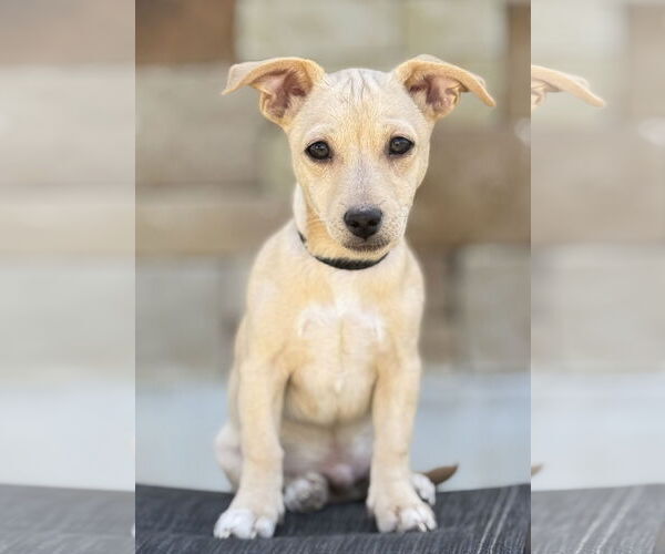 Medium Photo #7 Dachshund-Unknown Mix Puppy For Sale in PIPE CREEK, TX, USA