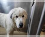 Small #1 Great Pyrenees Mix