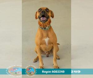 Labrador Retriever-Unknown Mix Dogs for adoption in Mobile, AL, USA