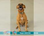 ROYCE - Male Labrador Retriever-Unknown Mix Dog for Adoption - Small photo