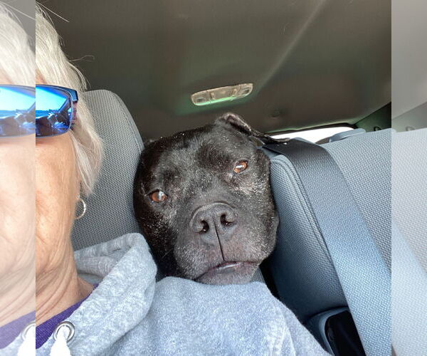 Medium Photo #36 American Pit Bull Terrier Puppy For Sale in Fargo, ND, USA