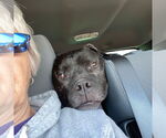 Small #35 American Pit Bull Terrier