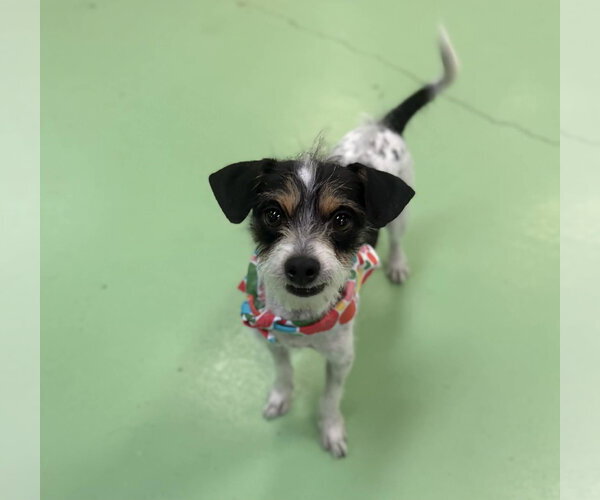 Medium Photo #3 Mutt Puppy For Sale in Phoenix, AZ, USA