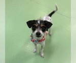 Small #2 Mutt