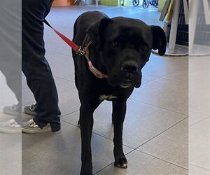 Mutt Dogs for adoption in Rancho Cucamonga, CA, USA