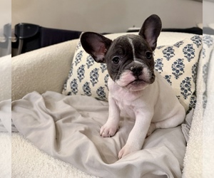Medium French Bulldog