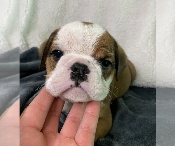 Medium Photo #5 English Bulldog Puppy For Sale in JOHNS ISLAND, SC, USA