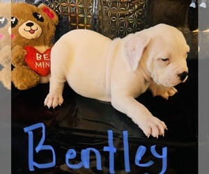 American Bulldog Puppy for sale in SNYDER SQUARE, NY, USA