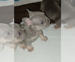 Puppy 2 French Bulldog