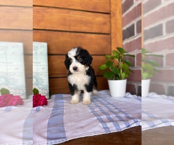 Medium Photo #4 Bernedoodle (Miniature) Puppy For Sale in ALEXANDRIA, IN, USA