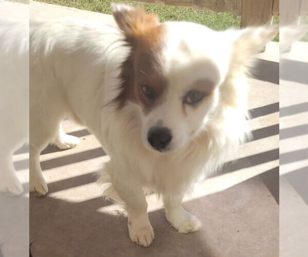 Medium Photo #4 Pomeranian-Unknown Mix Puppy For Sale in San Antonio, TX, USA