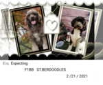 Small Photo #1 Poodle (Standard)-Saint Berdoodle Mix Puppy For Sale in MILLVILLE, MN, USA