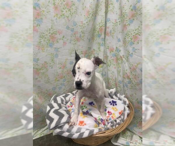 Medium Photo #1 Boxer Puppy For Sale in Rosenberg, TX, USA