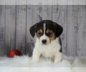 Beagi Puppy for sale in FREDERICKSBG, OH, USA