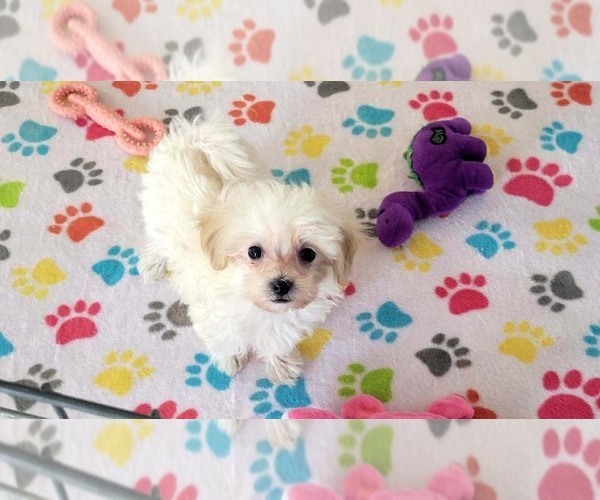 Medium Photo #12 Maltipoo (Toy) Puppy For Sale in ORO VALLEY, AZ, USA
