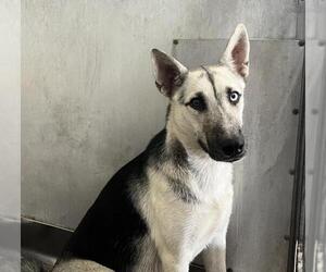 German Shepherd Dog-Siberian Husky Mix Dogs for adoption in San Bernardino, CA, USA