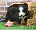 Small #7 Bernese Mountain Dog
